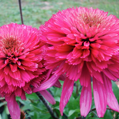 エキナセア 八重咲き サザンベル （ サウザンベル ）3号ポット イングリッシュガーデン 宿根草　花苗 多年草のサムネイル