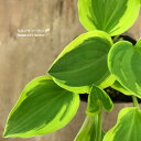 ホスタ / ギボウシ ゴールデンティアラ 3号ポット苗カラーリーフ イングリッシュガーデン 観葉植物 多年草