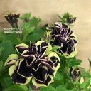 【単品 / 3個セット】八重咲きペチュニア 万葉の美 華みやび(ハナミヤビ) 3号ポット苗ガーデニング 鉢花 花苗