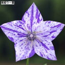 【芽出し苗】絞り咲き キキョウ 紫絞り / 紅絞り 3号ポット苗 花苗 桔梗 切花苗 ガーデニング 宿根草 多年草