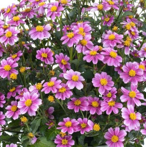 ビデンス プリティインピンク 3号ポット苗 四季咲き 花苗 多年草 花の苗 春 夏 秋 黄色 イエロー オレンジ レモン 寄せ植え 花壇のサムネイル