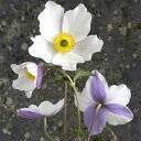 アネモネ(秋明菊)ワイルドスワン3.5号ポット苗宿根草 多年草 秋 ガーデニング 秋咲き