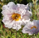 アネモネ(秋明菊)フリルニッカー(フリリーニカーズ)3.5号ポット苗宿根草 多年草 秋 ガーデニング 秋咲き