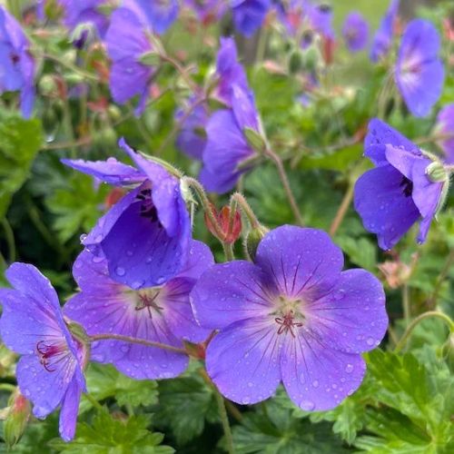楽天市場】ゲラニウム 苗(苗物|ガーデニング・農業):花 楽天市場】ゲラニウム 苗(苗物|ガーデニング・農業):花