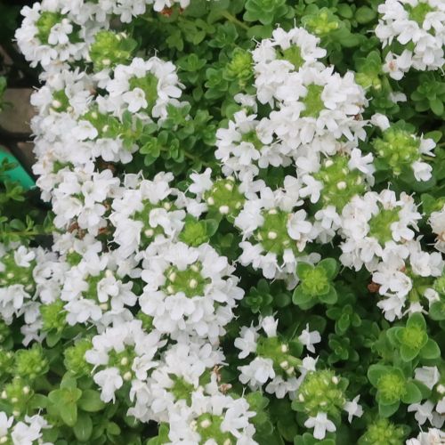 【単品 / 3個セット 】タイム イブキジャコウソウ 白花 3〜3.5号ポット苗グランドカバー イングリッシュガーデン 香り 宿根草 花苗 多年草 ハーブ苗