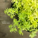 【単品 / 3個セット】セダム ミモザ 3号ポット苗 多肉植物 グランドカバー 多年草 花苗