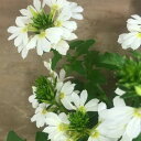 スケボラ(スカエボラ)ホワイトタッチ 3号ポット苗 花苗 ガーデニング 寄せ植え 花壇