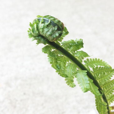 山野草苗　こごみ　クサソテツ　3〜3,5号ポット　山菜 コゴミ 観葉植物　シダ