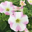 鉢花サフィニア ももいろハート6号ポット開花株(SUNTORYペチュニア)ガーデニング 寄せ植え花苗