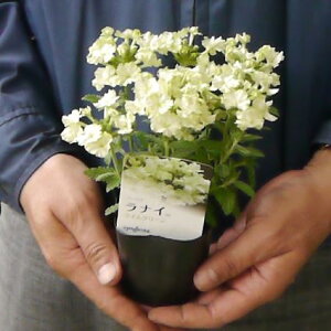 楽天市場 バーベナ ラナイ ライムグリーン 3号ポット苗 花色 ライム 花みどりマーケット 楽天市場店 楽天市場 バーベナ ラナイ ライムグリーン 3号ポット苗 花色 ライム 花みどりマーケット 楽天市場店