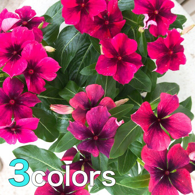 花苗　変わり咲きニチニチソウ　ビンカ タトゥー　3号ポット　ガーデニング 寄せ植え　日々草