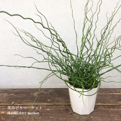 観葉植物 ラセンイ ユンカス 4号プラ鉢