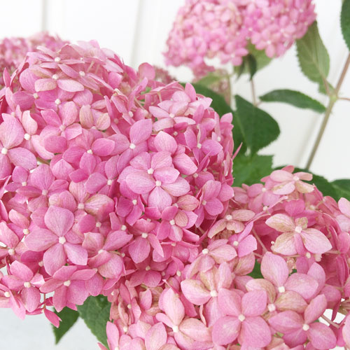 ガーデンアジサイ アナベルピンク 4.5号ポット苗アジサイ ピンクアナベルガーデニング ハイドランジア アジサイ あじさい 花木 イングリッシュガーデン 庭木 シュラブ 低木のサムネイル