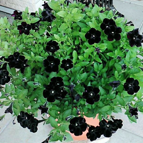 楽天市場 ペチュニア 万葉の美 黒之瀬戸 3号ポット苗 花みどりマーケット 楽天市場店