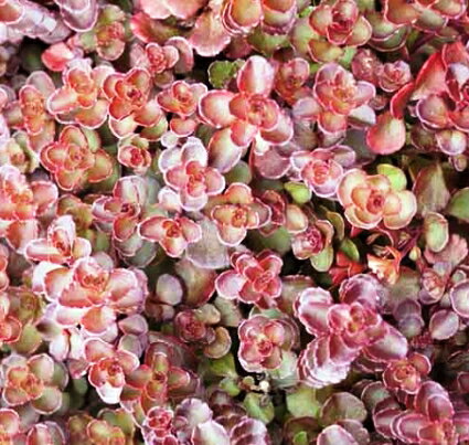 セダム スプリウム ブードゥ 3号ポット苗グランドカバー カラーリーフ 観葉植物 ドライガーデン 多肉植物のサムネイル