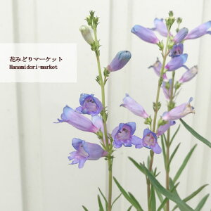 楽天市場 ペンステモン エレクトリックブルー 3 5号ポット 蕾 開花苗イングリッシュガーデン ブルーガーデン 花みどりマーケット 楽天市場店 楽天市場 ペンステモン エレクトリックブルー 3 5号ポット 蕾 開花苗イングリッシュガーデン ブルーガーデン 花みどりマーケット 楽天市場店