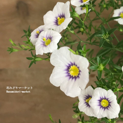 【3.5号大苗】 ニーレンベルギア オーガスタ ブルーリング 3.5号ポット苗 PW プルーヴンウィナーズ 花苗 苗 夏 耐暑性 暑さに強い ホワイトのサムネイル