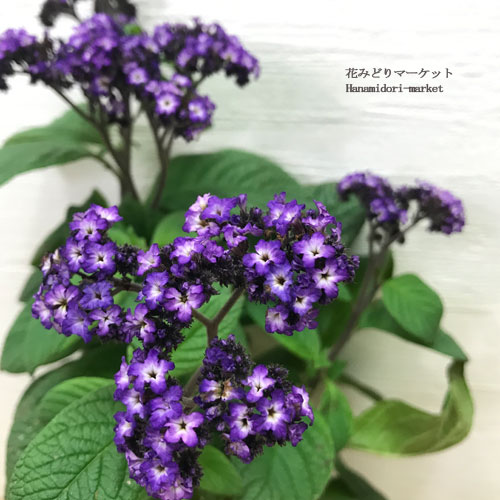 ヘリオトロープ　紫花3.5号ポット苗香り 多年草 花苗 鉢花 ハーブ ハーブ苗 香水 パープル 紫 ブルーのサムネイル