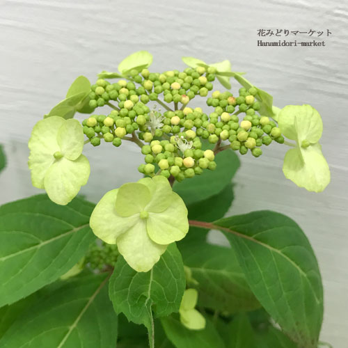 【単品 / 3個セット】ヤマアジサイ 右近(うこん) 3.5号ポット苗花苗 あじさい 庭木 シュラブ 日陰 シェード 青 ブルー パープル