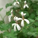 ハーブゼラニューム オールドスパイス 3~3.5号ポット苗ゼラニウム ゼラニューム 鉢花 香り 宿根草 花苗 ハーブ苗 多年草