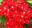 【単品 / 3個セット】ペンタス 赤系 3~3.5号ポット苗花苗 苗 夏の花 夏 暑さに強い 耐暑 赤 レッド