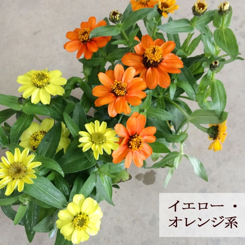 【2個セット】 ジニア プロフュージョン オレンジ・黄色系 3〜3.5号ポット苗 計2ポットセットイエロー オレンジ