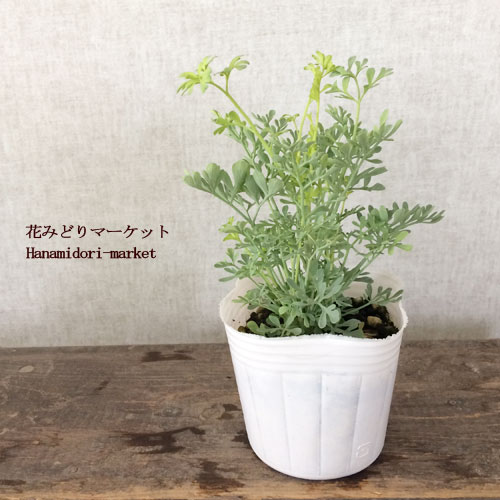 ルタ グラベオレンス ガーデンルー 3号ポット苗香り ハーブ苗 花苗 保証 多年草 猫よけ ルタ グラベオレンス ガーデンルー 3号ポット苗香り ハーブ苗 花苗 保証 多年草 猫よけ