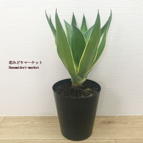 アガベ ベネズエラ 6号ポット多肉植物 インテリアグリーン 多年草 耐寒性