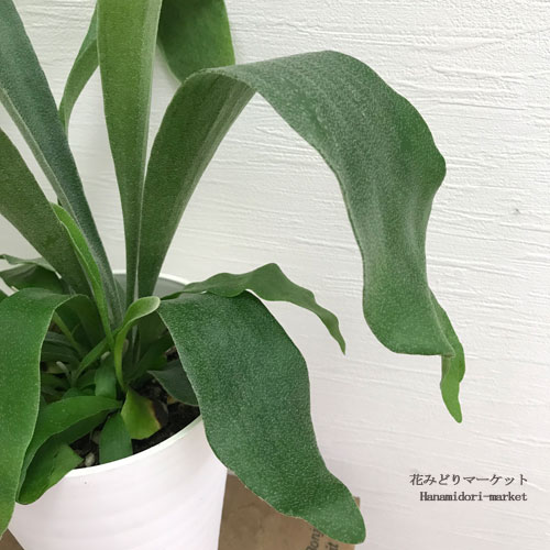 コウモリラン プラティセリウム ネザーランド 3号ポット苗（ ビカクシダ ネザーランズ ） 観葉植物　インテリアグリーンのサムネイル