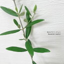 オリーブ ブランケッタ(ブランケット) 3.5号ポット苗観葉植物 インテリアグリーン シンボルツリー カラーリーフ 果樹 花木 庭木 寄せ植え ベランダ