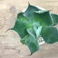 アガベ ポタトルム( 雷神) 3.5号ポット実生苗(小)多肉植物 観葉植物 ドライガーデン