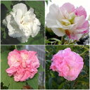 【単品 / 3個セット】クスダマスイフヨウ (楠玉酔芙蓉) 3号ポット苗庭木