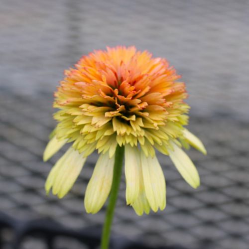 【単品 / 3個セット】エキナセア八重咲き ライムウィズオレンジ (切り戻し株)3号ポット苗 リズムウィズオレンジ イングリッシュガーデン 宿根草 多年草 オレンジ アプリコット 花苗 切り花のサムネイル