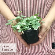 楽天市場 グレコマ ヘデラセア バリエガータ 3号ポット苗 カキドオシ 斑入り カラーリーフ 寄せ植え 花みどりマーケット 楽天市場店 みんなのレビュー 口コミ 楽天市場 グレコマ ヘデラセア バリエガータ 3号ポット苗 カキドオシ 斑入り カラーリーフ 寄せ植え 花みどりマーケット 楽天市場店 みんなのレビュー 口コミ