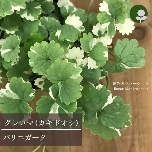 グレコマ ヘデラセア バリエガータ 3号ポット苗 （カキドオシ 斑入り）カラーリーフ 寄せ植え 花苗 多年草 グランドカバー 寄せ植え 花壇 宿根草