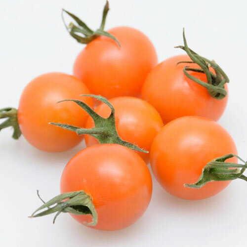 【ミニトマト種子】 リコピーナゴールド 種子 ミニトマト トマト トマト種子 トマト種