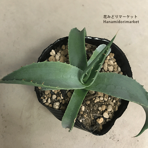 【美形】アガベ　吉祥天錦　パリー　コンパクト アガベ 吉祥天錦 | hanayoshi-botanical