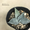 アガベ テマカプリエンシス 3~3.5号ポット 多肉植物 観葉植物 ドライガーデン