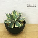 アガベ イシスメンシス 兜蟹錦(カブトガニニシキ)7号ポット(agave isthmensis variegated) 多肉植物 ドライガーデン 大型 耐寒性 インテリアグリーン