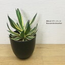 アガベ ケルチョベイ錦6号ポット(agave kerchovei variegated) 多肉植物ドライガーデン 半~耐寒性