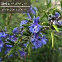 ローズマリー 這性 モーツアルトブルー 3号ポット苗イングリッシュガーデン 香り 花木 庭木 宿根草 ハーブ苗 花苗 多年草