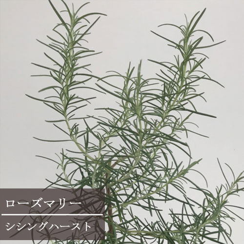 ローズマリー シシングハースト 3号ポット苗イングリッシュガーデン 香り 花木 庭木 宿根草 ハーブ苗 花苗 多年草 シッシングハースト