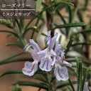ローズマリー ミスジェサップ 3号ポット苗イングリッシュガーデン 香り 花木 庭木 宿根草 ハーブ苗 花苗 多年草