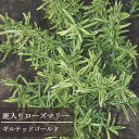 ローズマリー 斑入り ギルテッドゴールド 3号ポット苗イングリッシュガーデン 香り 花木 庭木 宿根草 ハーブ ハーブ苗