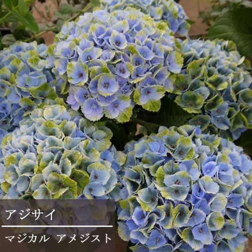 アジサイ マジカルアメジスト 3.5号ポット苗 ハイドランジア あじさい 紫陽花 花木 庭木 シュラブ 鉢植え 花壇 ブルー 青 色変わり マジカル 秋色 アンティーク