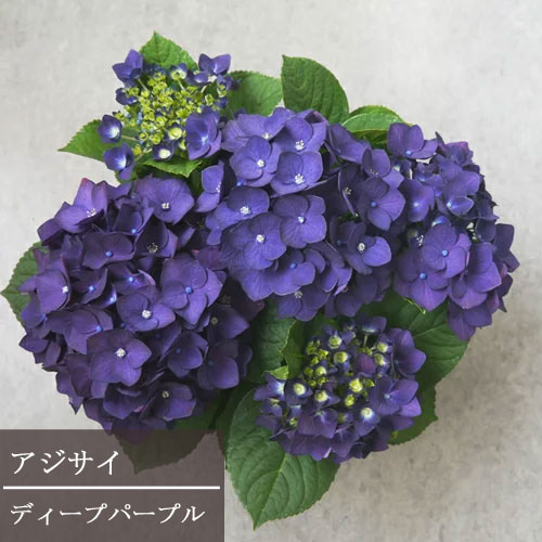  アジサイ ディープパープル 3号ポット苗 ハイドランジア あじさい 紫陽花 花木 庭木 シュラブ 鉢植え 花壇 紫 パープル ブルー バイオレット 黒 色変わり 秋色 アンティーク