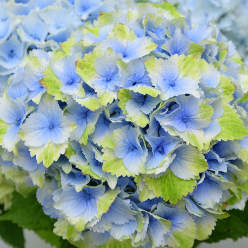 【花芽付き】アジサイ レモンキス （青）3号ポット苗 ハイドランジア あじさい 紫陽花 秋色 アンティーク 色変わり ピンク 白 グリーン 緑 2色咲きのサムネイル