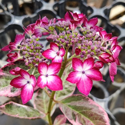 ヤマアジサイ陽炎3号ポット苗あじさ...