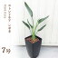 ストレチア (ストレリチア) レギネ 7号プラ角鉢【鉢皿付】観葉植物