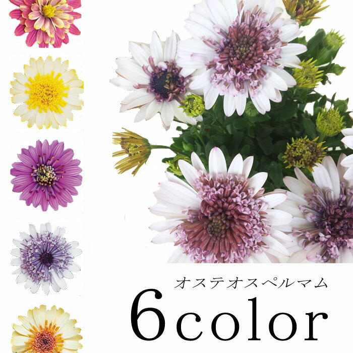 オステオスペルマム 八重咲き ダブルファン 全6色4号ポット花苗 多年草 鉢花 寄せ植え 宿根草 耐寒 耐暑 ディモルフォセカ 春のサムネイル